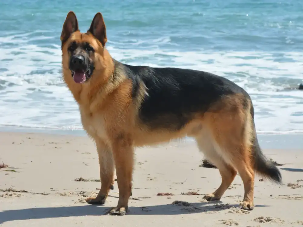 Adult German Shepherd standing outdoors