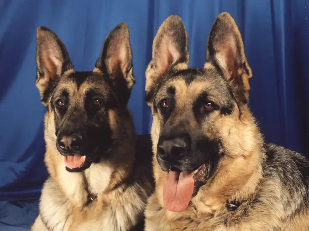 German Shepherd portrait outdoors