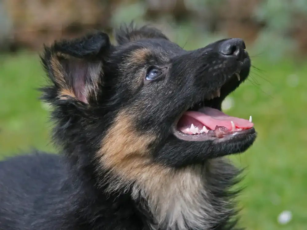 Eight-week-old German Shepherd puppy ready for adoption