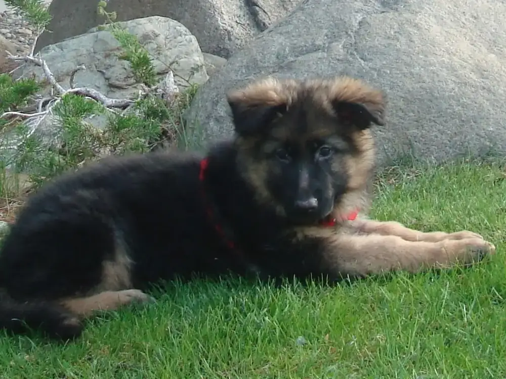 Nine-week-old German Shepherd puppy joining a new home