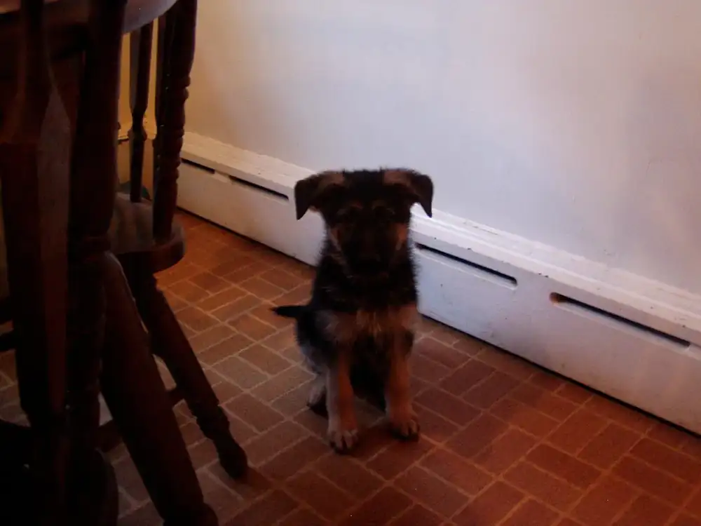 Eight-week-old German Shepherd puppy resting indoors