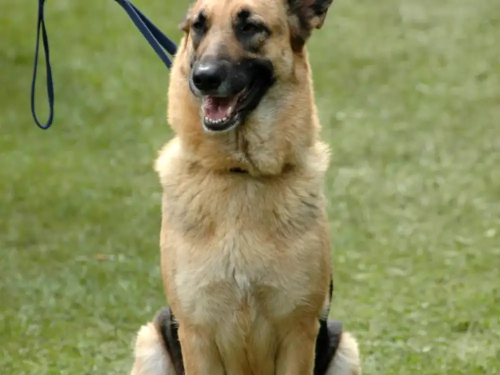 German Shepherd sitting on leash during training