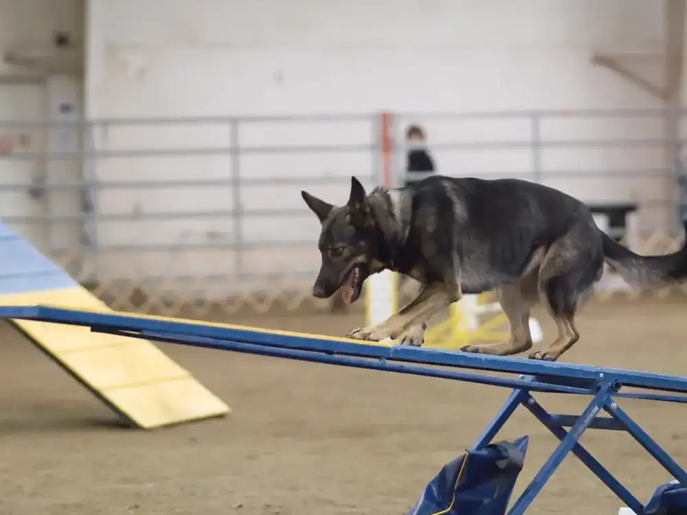 German Shepherd agility training outdoors
