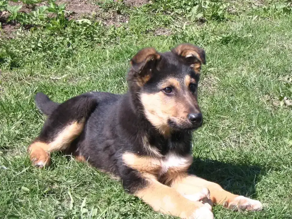 German Shepherd puppy portrait with floppy ears