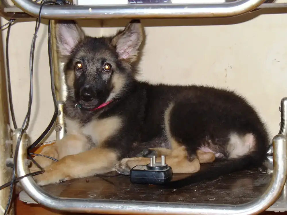Two-month-old German Shepherd puppy resting indoors