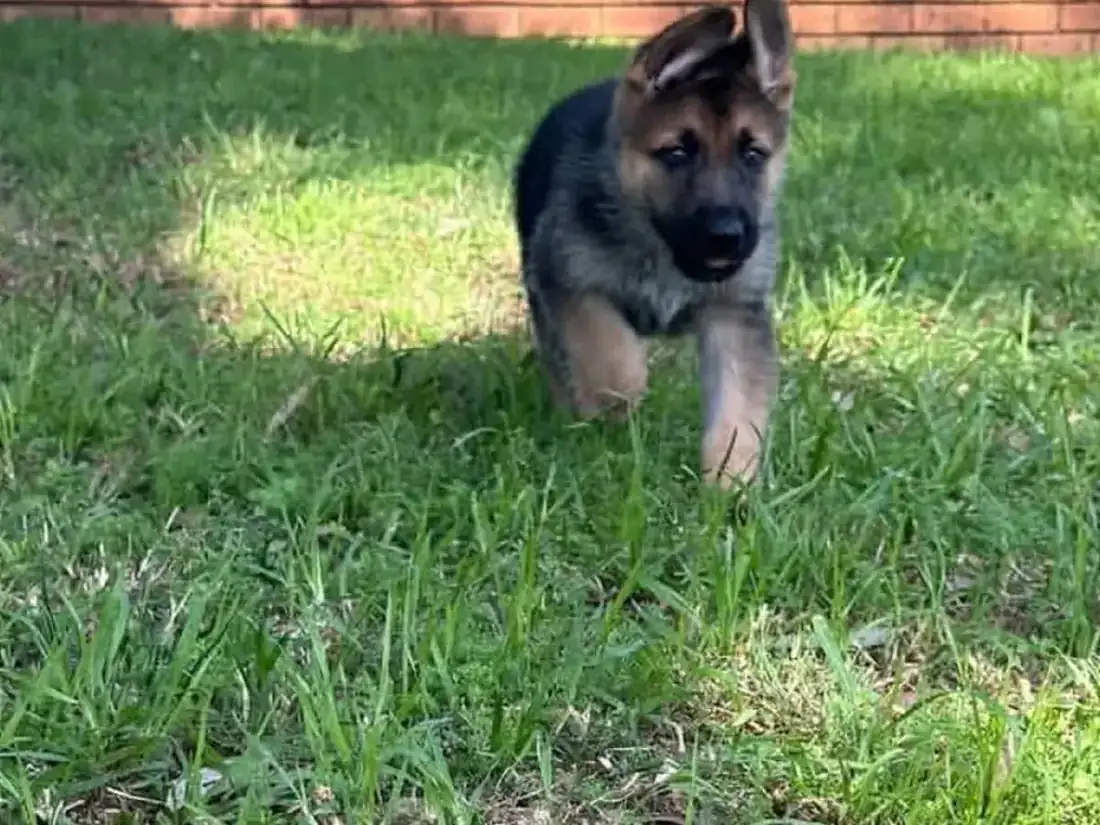 Ella German Shepherd puppy