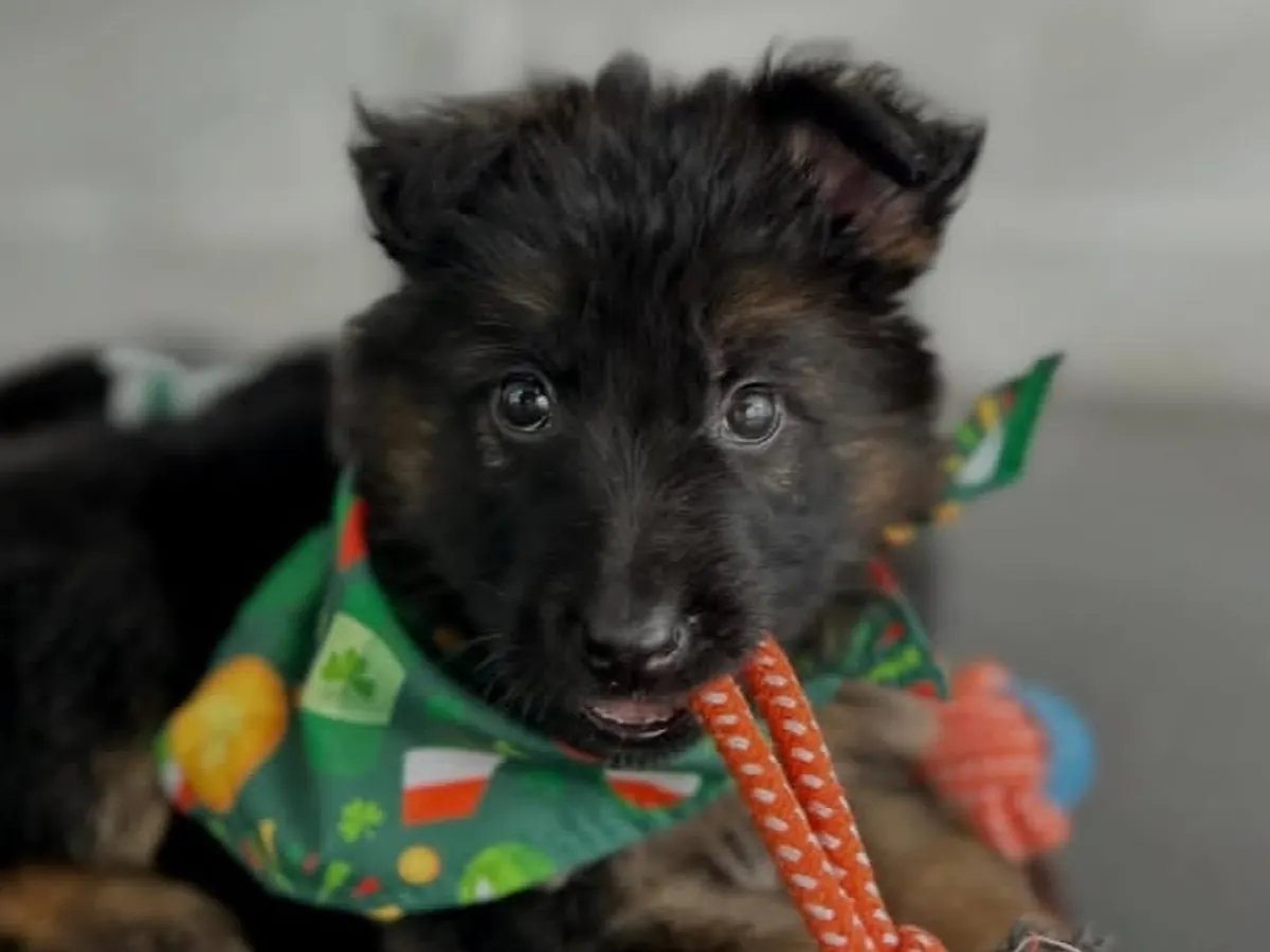 Max German Shepherd puppy