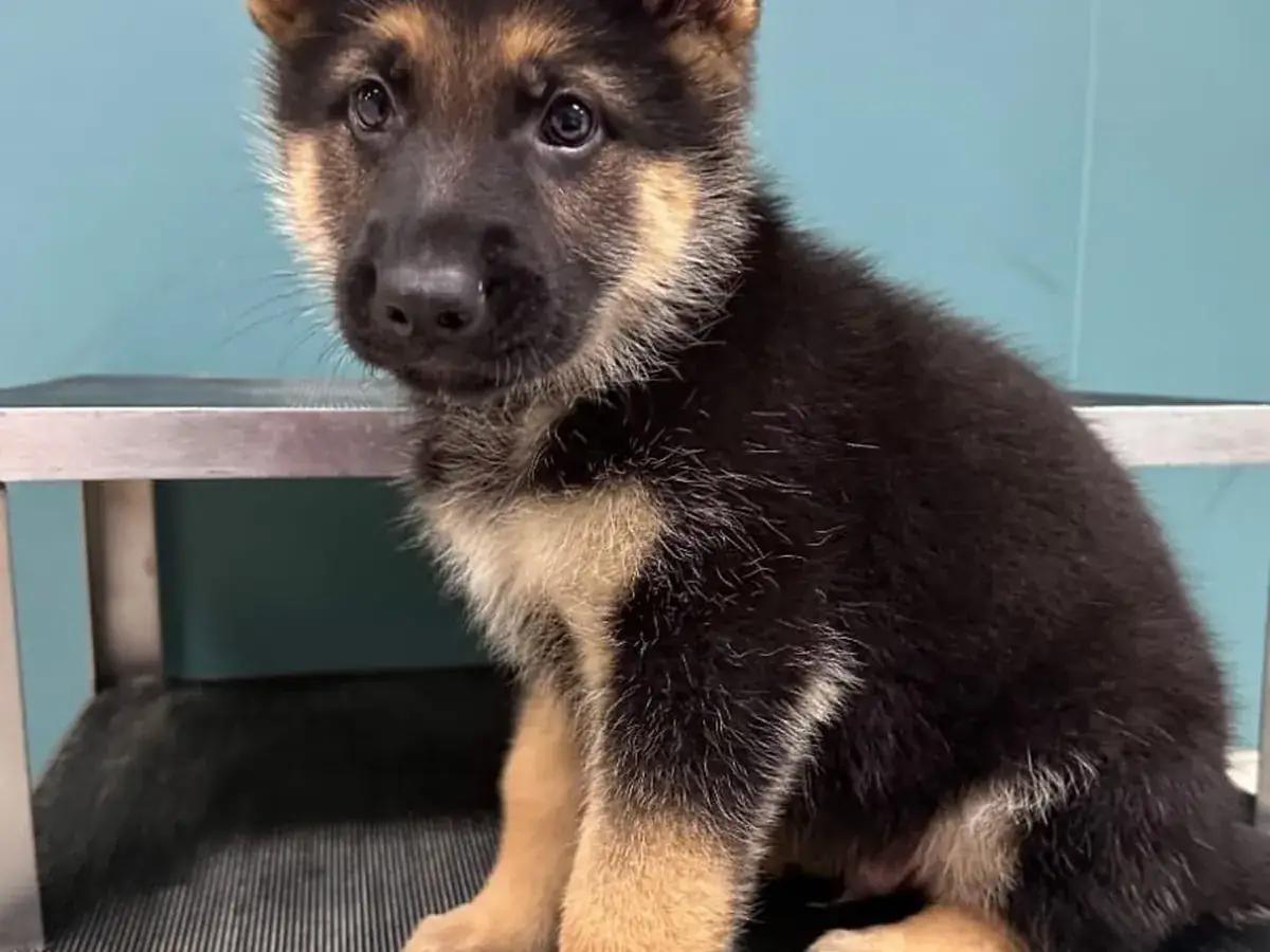 Micky German Shepherd puppy