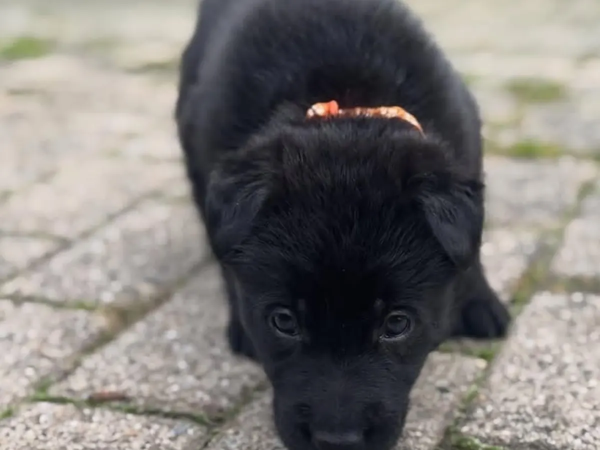 Nala German Shepherd puppy