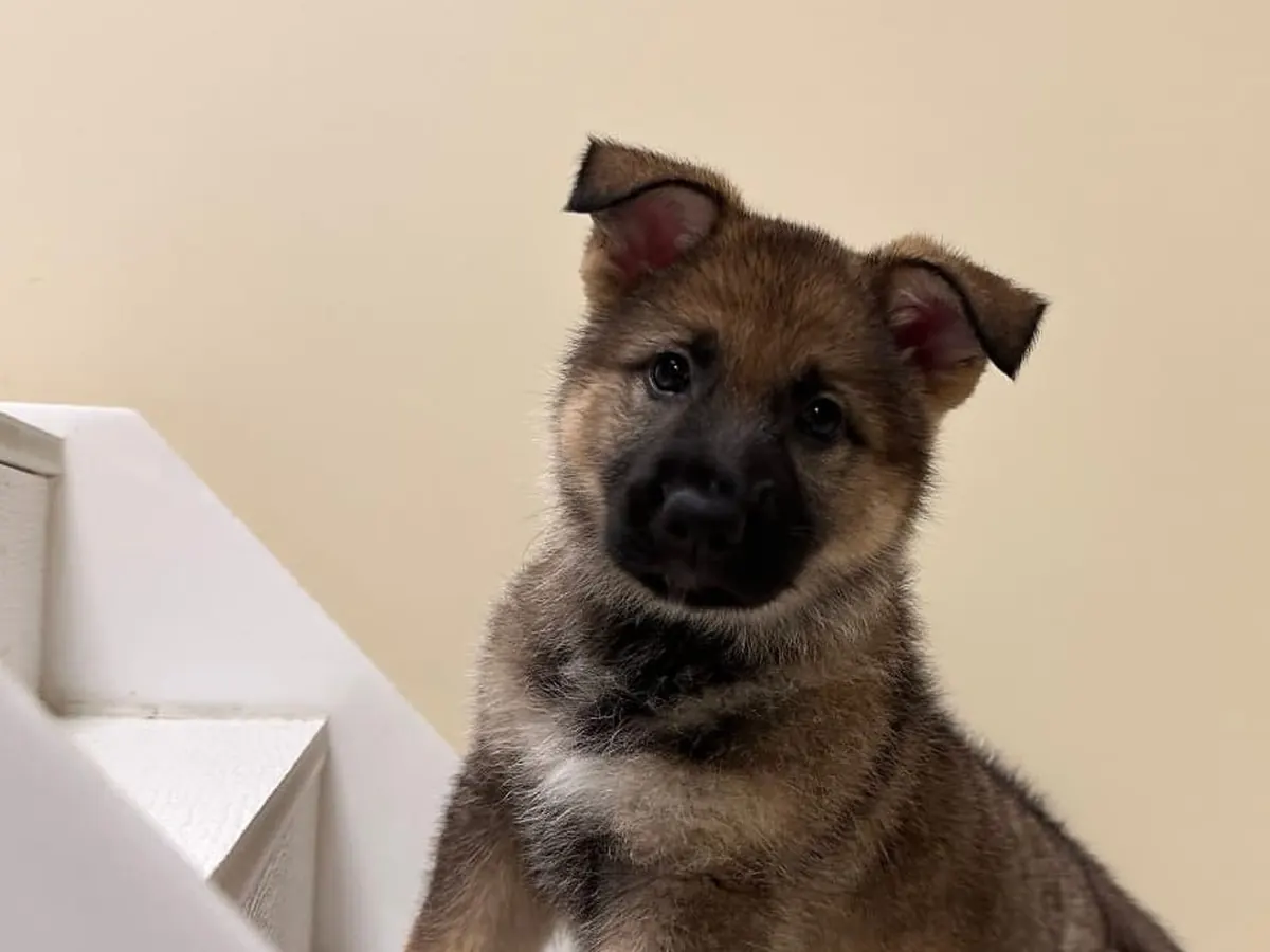 Rex German Shepherd puppy